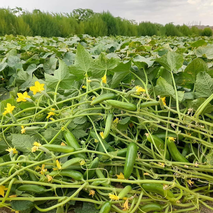 بذر خیار هیبربد 4196 سمینیس | Cucumber CV4196 F1 Seminis