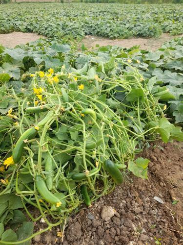 بذر خیار هیبربد 4196 سمینیس | Cucumber CV4196 F1 Seminis