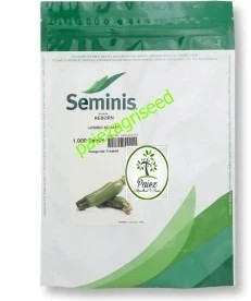 بذر کدو خورشتی ریبورن سمینیس1000عددی | Seminis Reborn