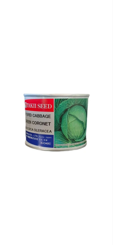 بذر کلم پیچ هیبرید گرین کورنت تاکی | green cornet cabbage F1